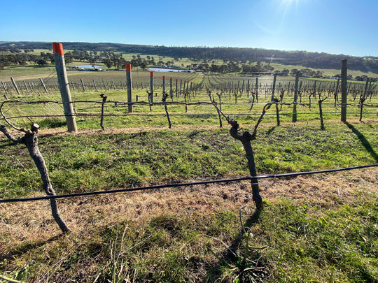 Grapevine Pruning